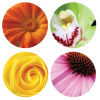 Flower Shield Complex